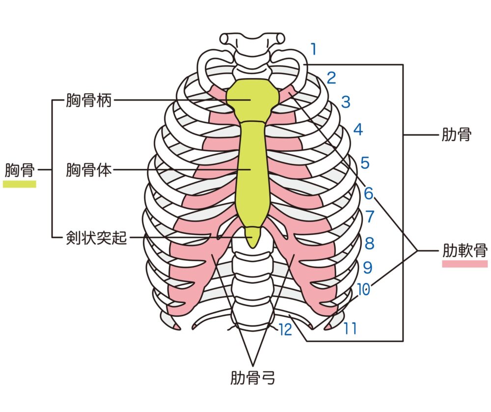 胸部では雑音を聴取できる部分は主に5つあります。