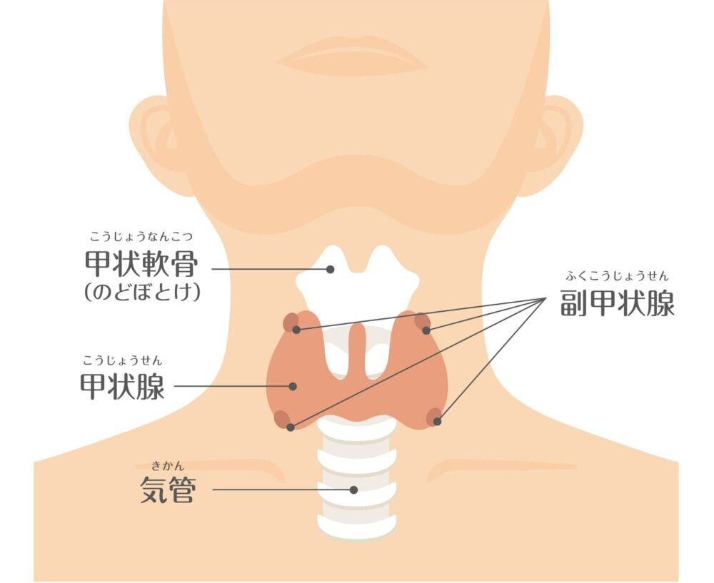 甲状腺とは